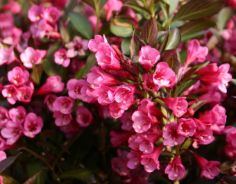 weigela-florida-alexandra-1