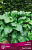Хоста гибридная Ред Степпер (листья тёмно-зелёные) 1шт