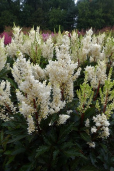 Астильба Арендса Уайтберри/К