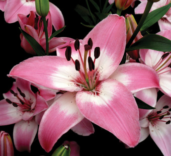 Лилия Азиатская Леви