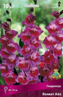 Гладиолус Велвет Айз 10-12/К 10шт
