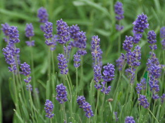 Лаванда узколистная Двоф Блу