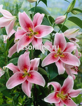 Изображение загружено обработкой по данным файла Excel