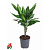 Драцена фрагранс D11-12