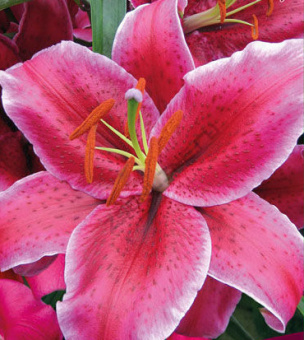 Лилия Восточная Рио Негро