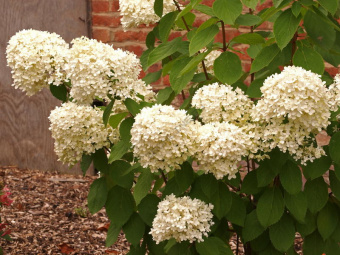 Гортензия метельчатая Мэджикал Кэндл