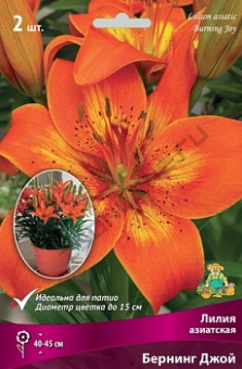 Лилия азиатская Бернинг Джой 12-14/К 2шт
