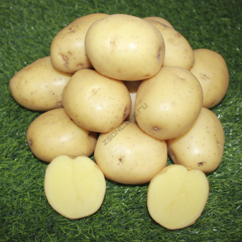 Картофель семенной Флагман (суперэлита) 3кг