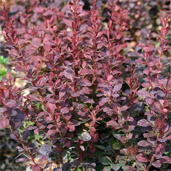 barbaris_tunberg_red_pillar