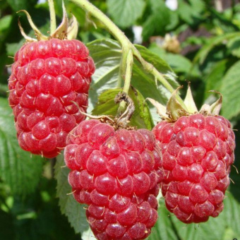 malina-gerakl-1496051497