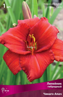 Изображение загружено обработкой по данным файла Excel