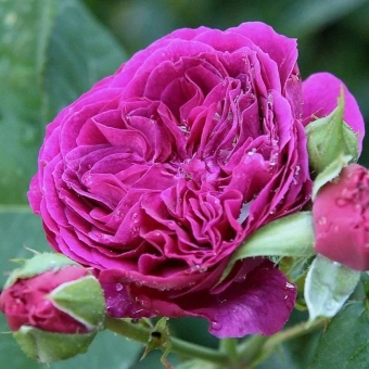 Роза парковая Пёпл Лодж/ЦКор