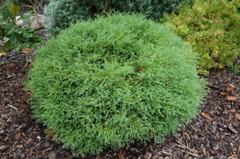 Туя западная (Thuja occidentalis Mr Bowling Ball C2 20+)