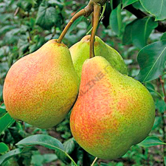 Груша Памяти Яковлева/ЦКор