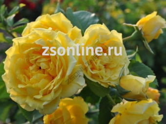 Изображение загружено обработкой по данным файла Excel