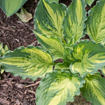 Хоста гибридная Лейксайд Пейсли Принт