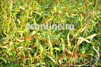 Изображение загружено обработкой по данным файла Excel