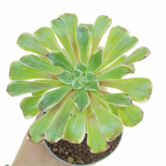 Эониум D7 H15см