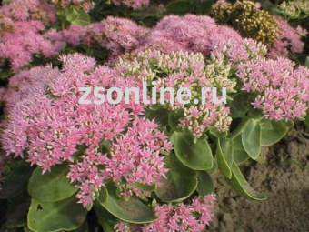 Изображение загружено обработкой по данным файла Excel