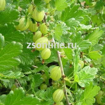 Изображение загружено обработкой по данным файла Excel