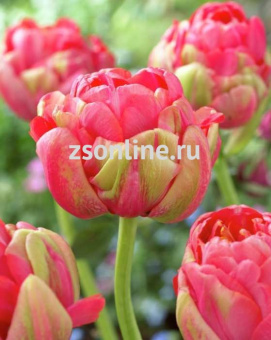 Изображение загружено обработкой по данным файла Excel