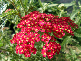 Achillea-millefolium-Red-Beauty-Red-Beauty-Yarrow2
