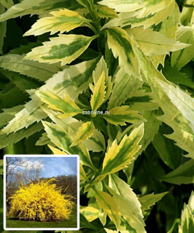 Изображение загружено обработкой по данным файла Excel