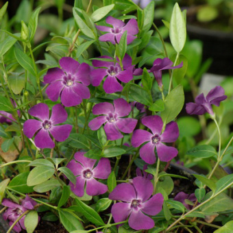 barvinok_maly_atropurpurea