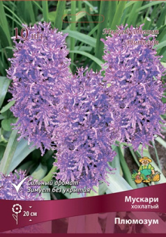 Мускари хохлатый Плюмозум 6-7/К 10шт