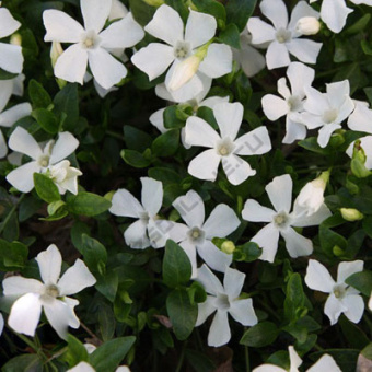 barvinok_maly_gertruda_jeckil