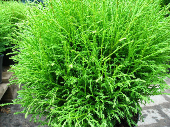 Туя западная Боулинг Болл