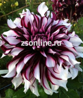 Изображение загружено обработкой по данным файла Excel