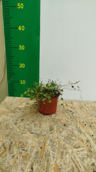 Муленбекия D12