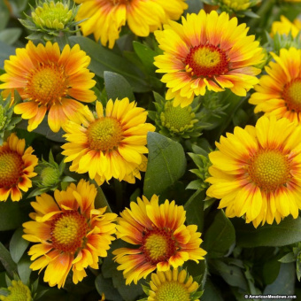 Гайллардия остистая Аризона Эприкот