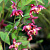 Горянка красноватая Rubrum, малиновый, С 2, 25 см