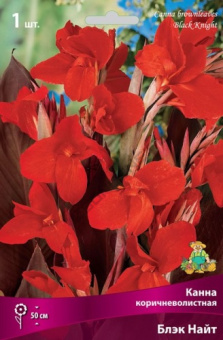 Канна коричневолистная Блэк Найт (красный, 1шт, I)