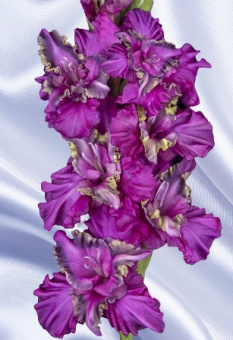 gladiolus_inoplanetyanin