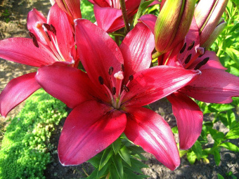 Лилия ЛА-Гибрид Фанжио