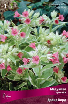 Медуница красная Давид Ворд/К