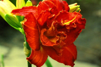 Лилейник гибридный Ридикюлос