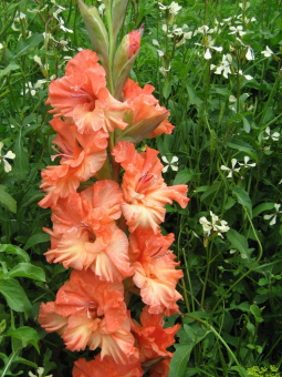 Гладиолус Бетховен