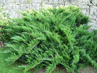 Можжевельник казацкий Тамарисцифолия, в горшке 2л, 15-20 см