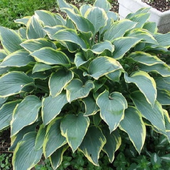 Хоста Дресс Блю, C 1,5