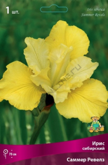 iris_sibir_sammer_revelz_kaper