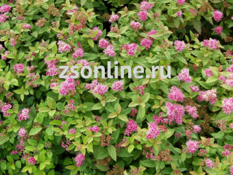 Изображение загружено обработкой по данным файла Excel