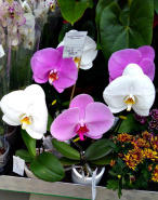 В продаже снова появилась орхидея Синголо!