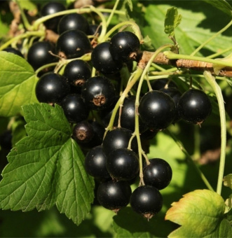 Titaniya