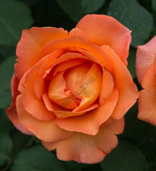 Роза чайно-гибридная Джоро/ЦКор