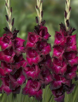 Gladiolus_Ravel_03760-600x783