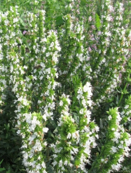 Иссоп лекарственный Альба/К